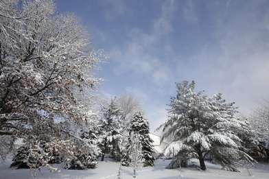 winter tree work