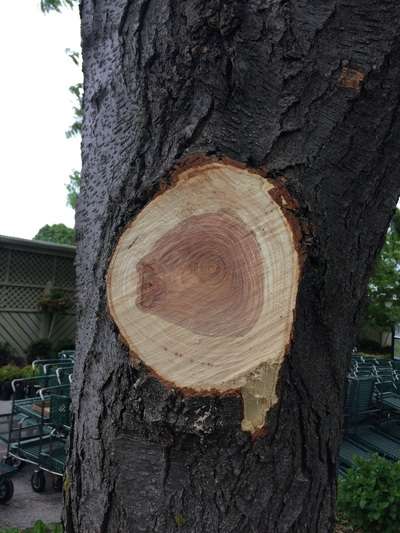 tree pruning