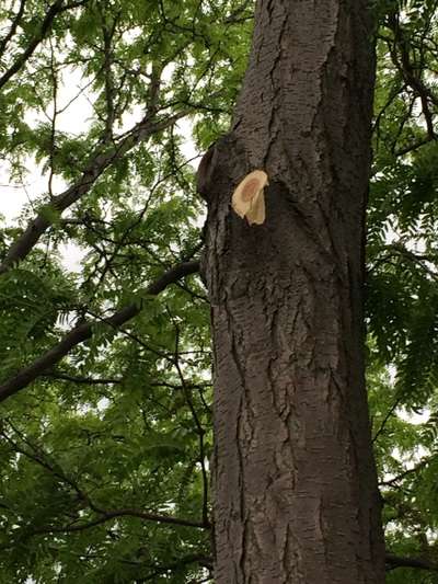 tree pruning
