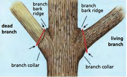 Tree pruning