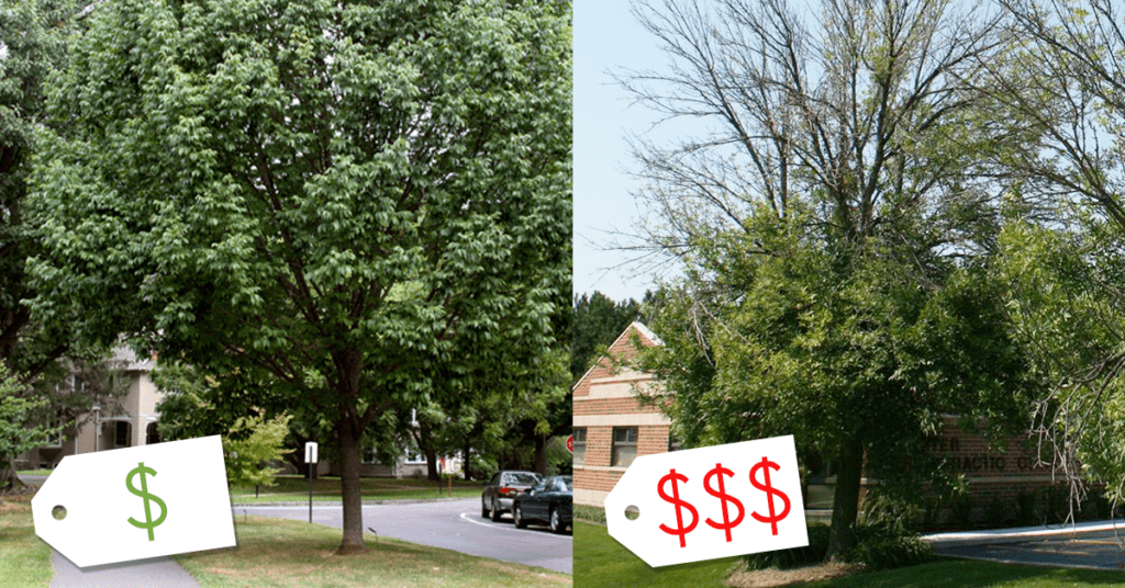 Ash tree removal