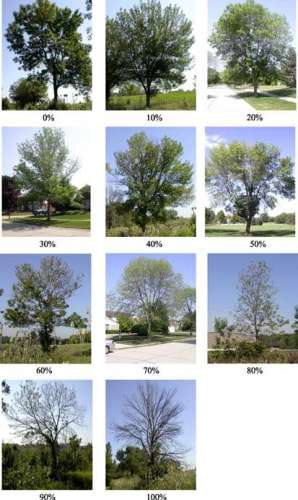 Ash tree removal