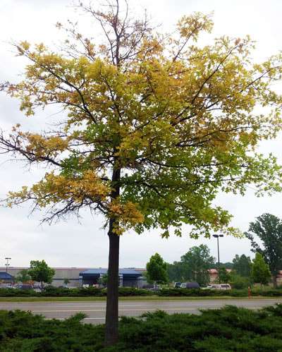 IRON DEFICIENCY tree stress stressed trees