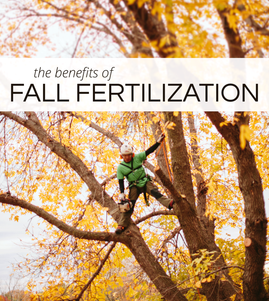 Featured image for the article: Fall Tree Fertilization