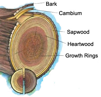 heartwood