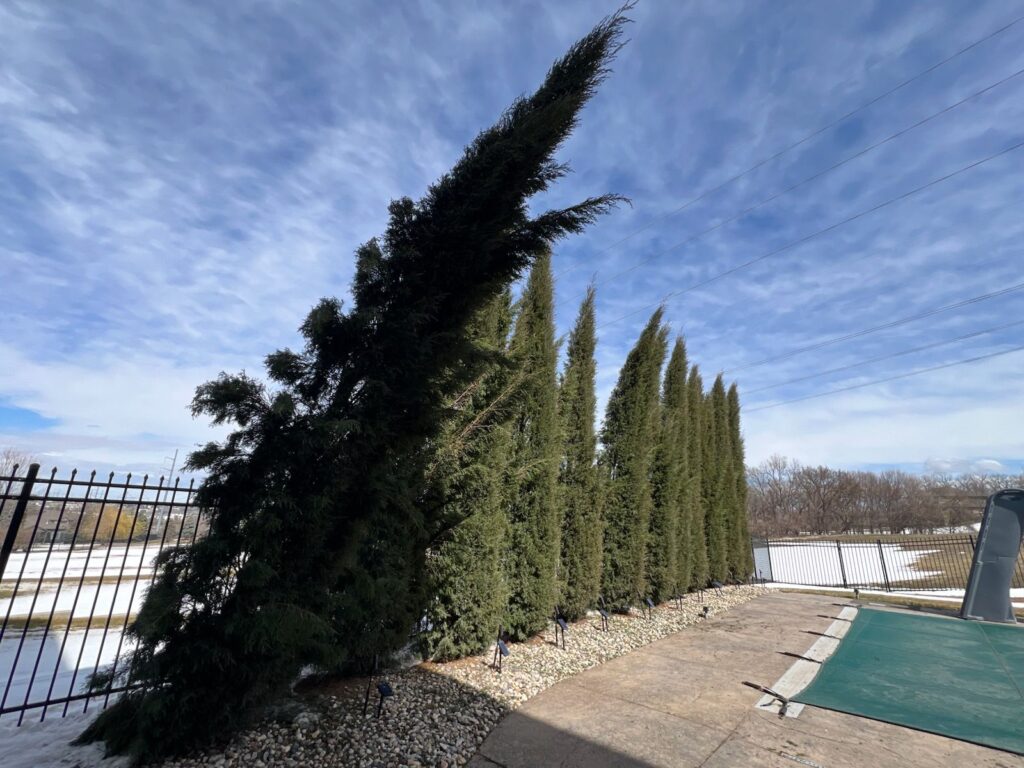 Featured image for the article: Why BioRush is Our #1 Recommended Tree Health Product