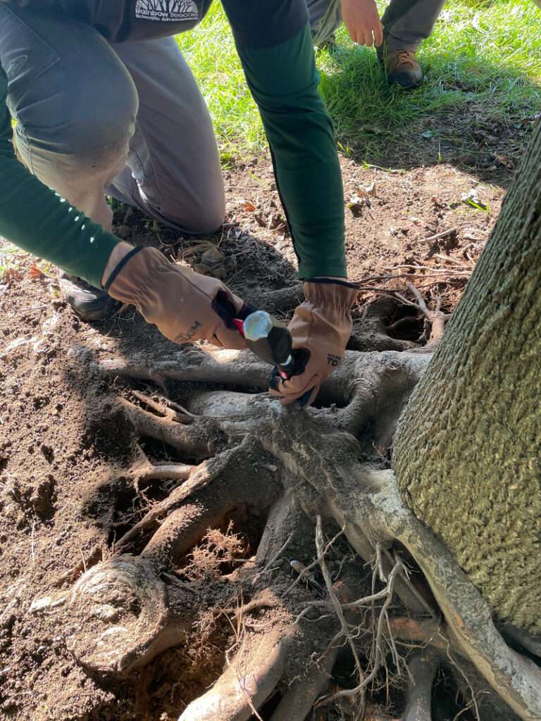 girdling tree roots