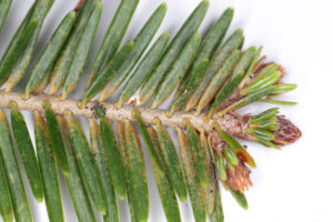 Featured image for the article: Spider Mites: A Threat to Your Evergreens