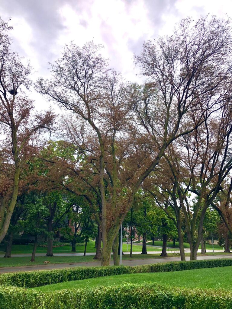 Featured image for the article: Mimosa Webworm on Honeylocust