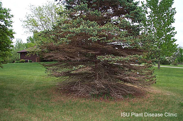 spruce and pine diseases