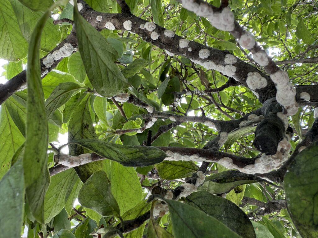 Featured image for the article: Magnolia Scale: It's Everywhere This Year