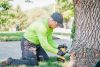 TREE HEALTH CARE FOR INSECTS, DISEASE, NUTRIENT DEFICIENCIES, AND STRESS