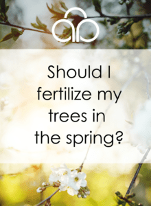 spring tree fertilization