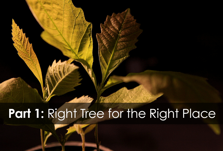 Best Trees to Plant in Omaha: How to Choose the Right Tree | Arbor ...