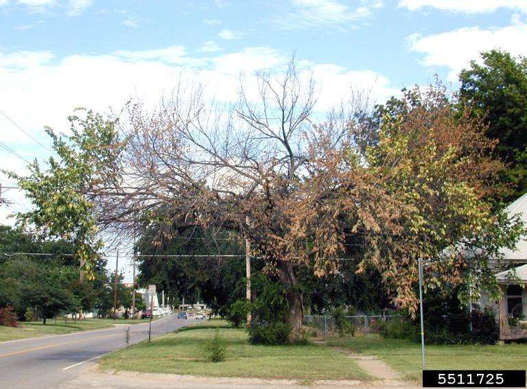 Dutch Elm Disease