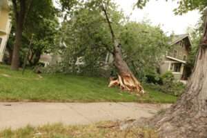 Fallen tree laying in yard.