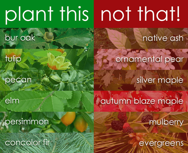 The Best Trees to Plant in Nebraska Arbor Aesthetics Tree Service