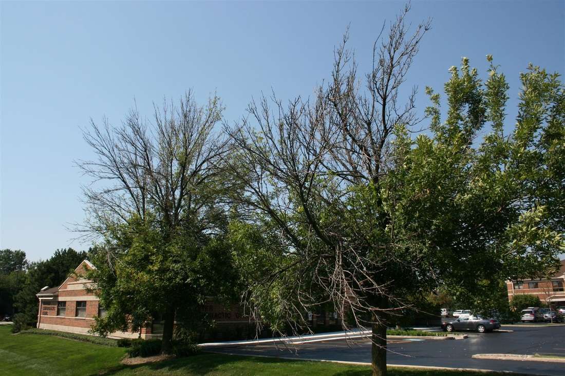 These trees are in the late stages of infestation and are unlikely to recover.