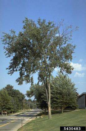 Dutch Elm Diesae