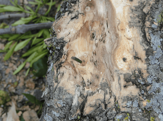 The adult Emerald Ash Borer is 1/2" long and shiny, metallic green.