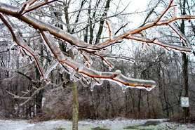 ice covered branches