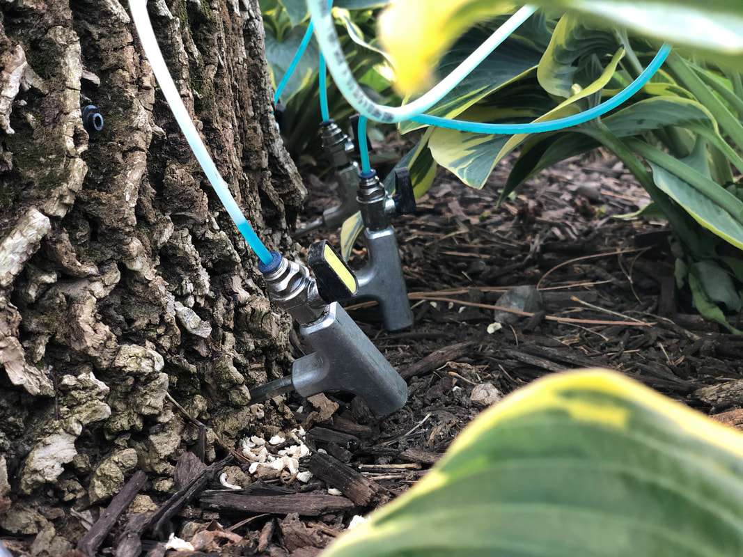 Emerald Ash Borer Trunk Injection