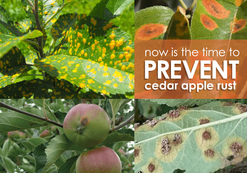 Cedar Apple Rust Prevention Begins in March - Arbor Aesthetics Tree ...