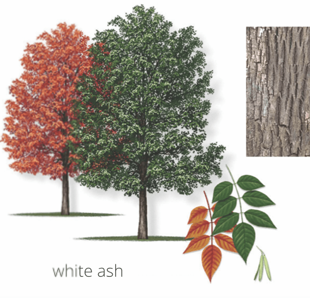 White Ash Tree Identification
