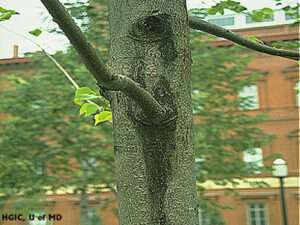 dying tree signs slime flux