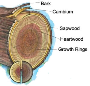 Tree Anatomy