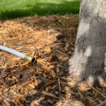 Water your trees using a hose at a slow trickle to prevent run-off.
