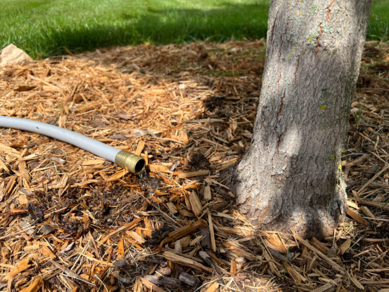 Water your trees using a hose at a slow trickle to prevent run-off.