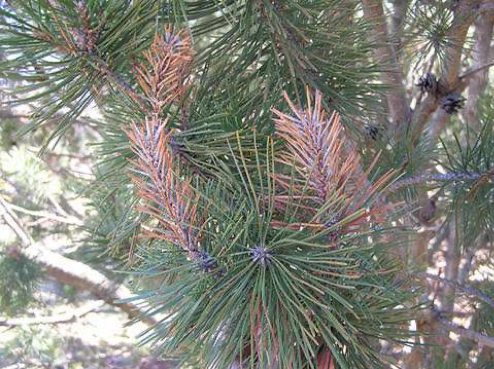 Dipliodia Tip blight